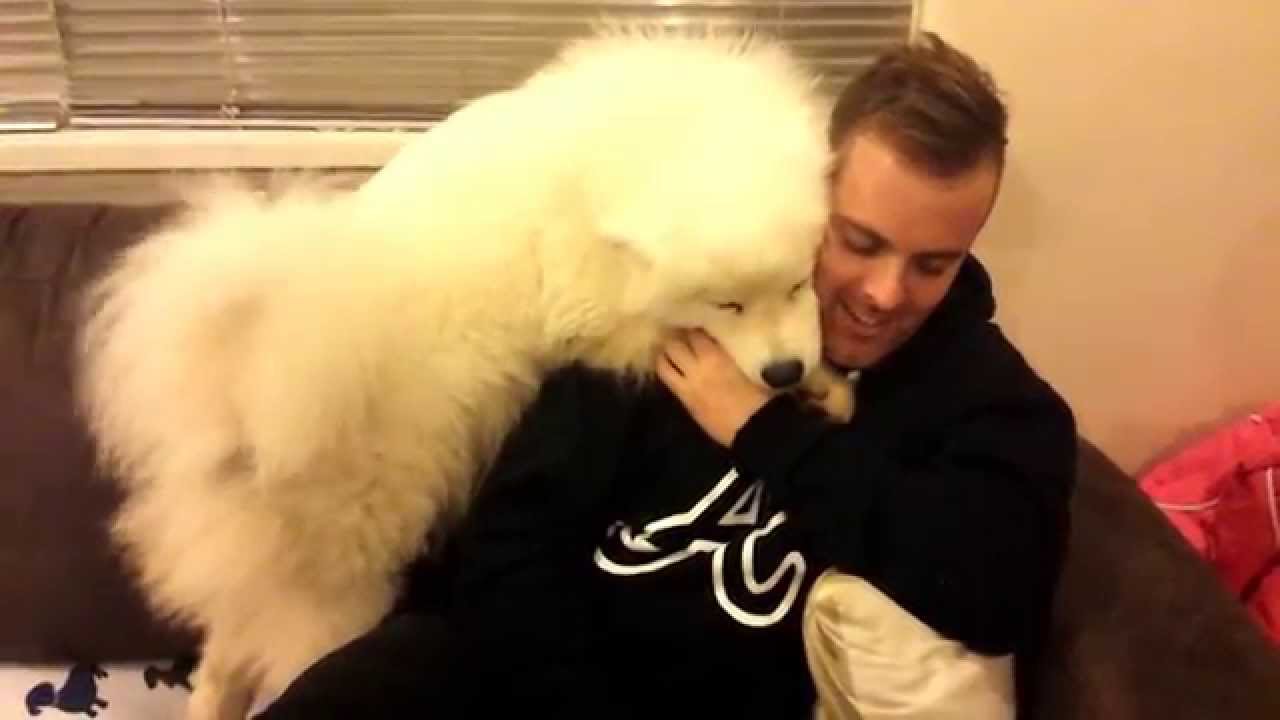 萨摩耶的几大不良习惯你都知道吗,关于萨摩耶的6个秘密