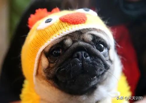 狗狗最爱玩的小玩具有什么,狗狗喜欢的玩具排行榜大全