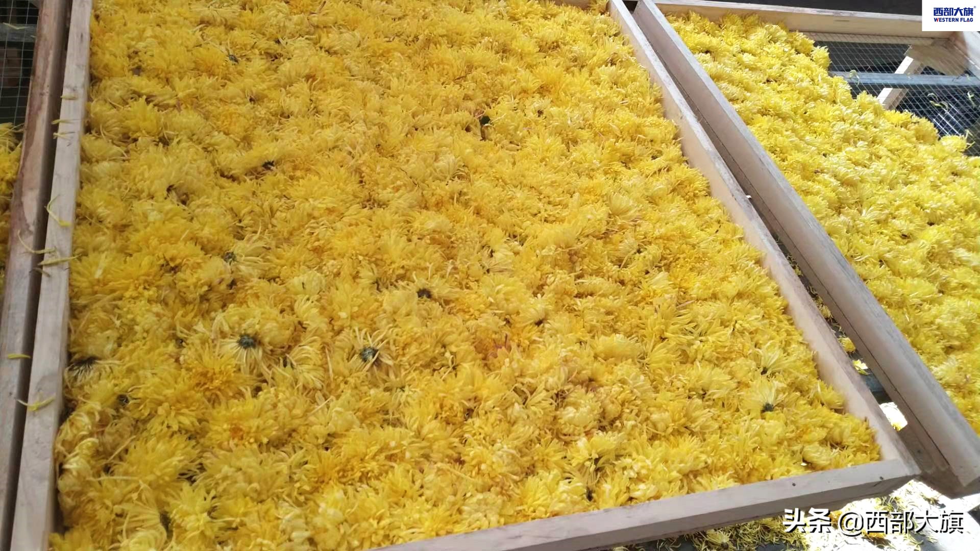 菊花烘干设备定做,菊花烘干房设备价格表