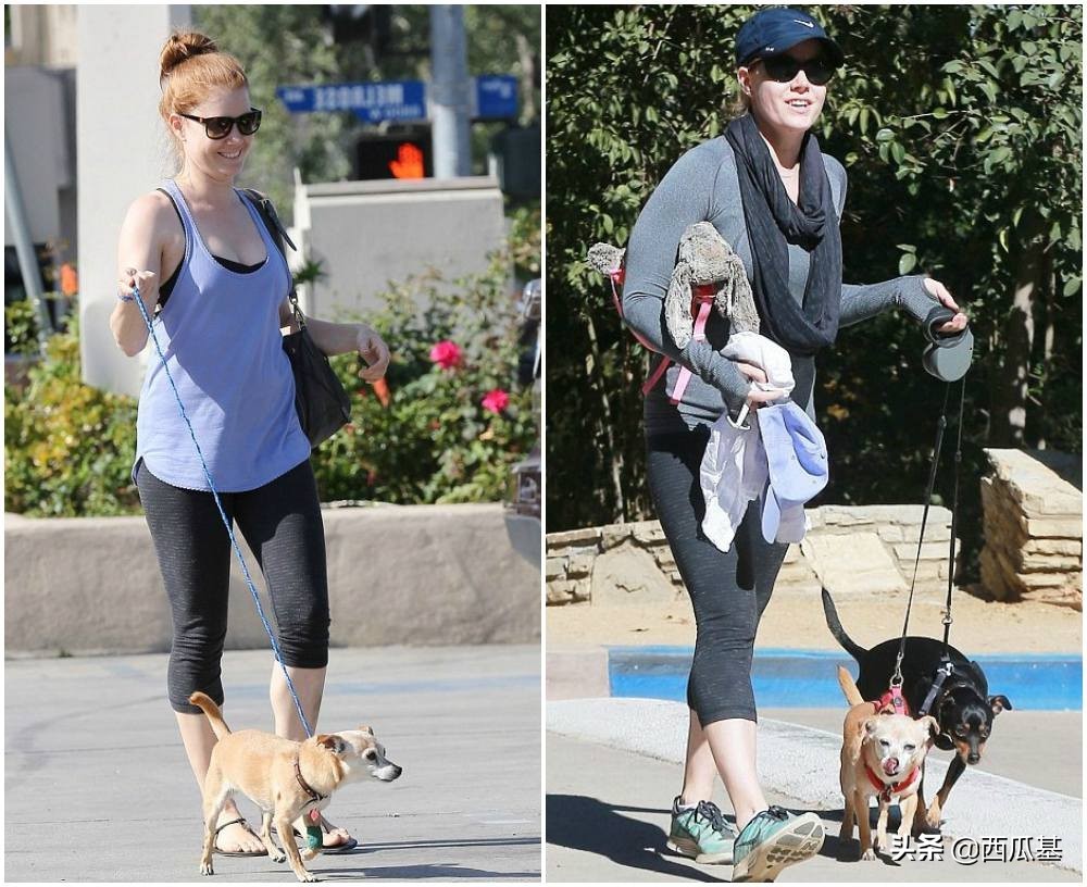 各大明星都养什么狗,公认最好养的十种狗大型犬