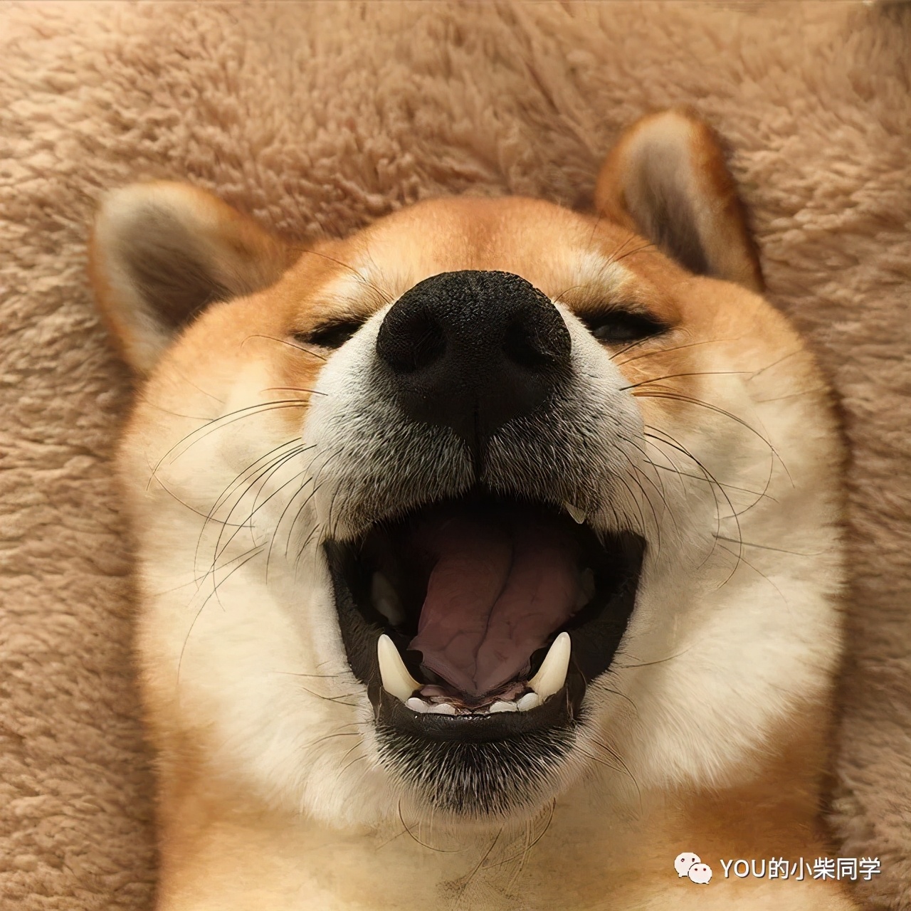 纯种柴犬有哪些特征,纯种柴犬和纯血统有什么区别