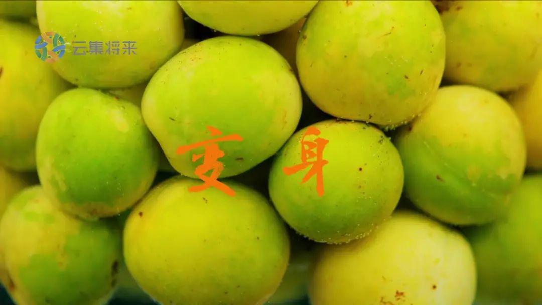 天然去雕饰的《水果传》,给你一场抵挡不住的水果饕餮