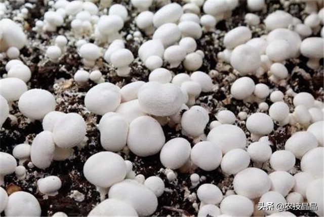 双孢菇种植方法和技术,双孢菇栽培技术视频教程