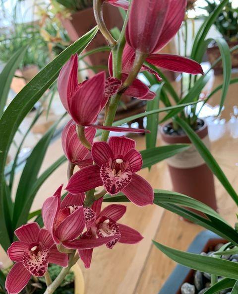 兰花开完花花杆怎么处理掉,兰花谢后怎样剪花梗