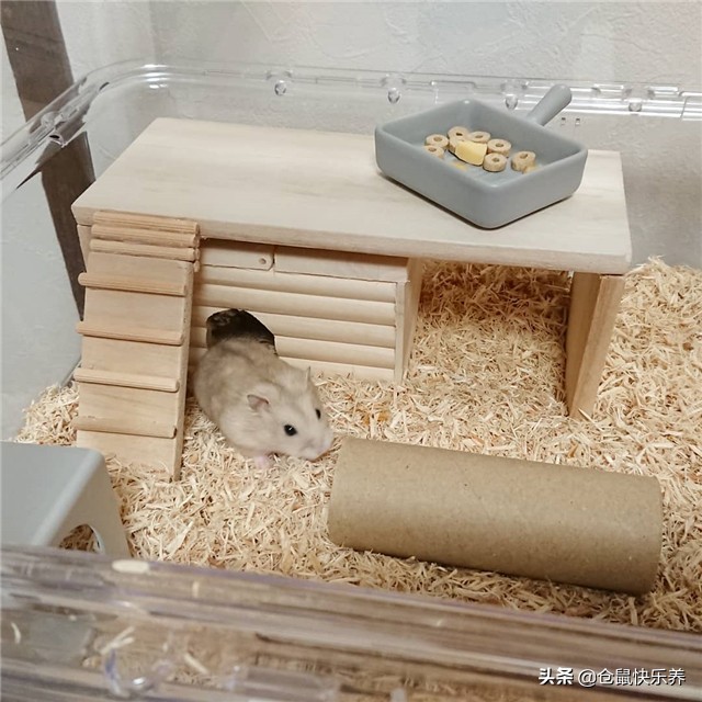 仓鼠被人惹恼了,仓鼠反感主人怎么办