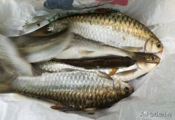 为什么四月份晚上不好钓鱼,4月份夜钓的最佳时间和方法