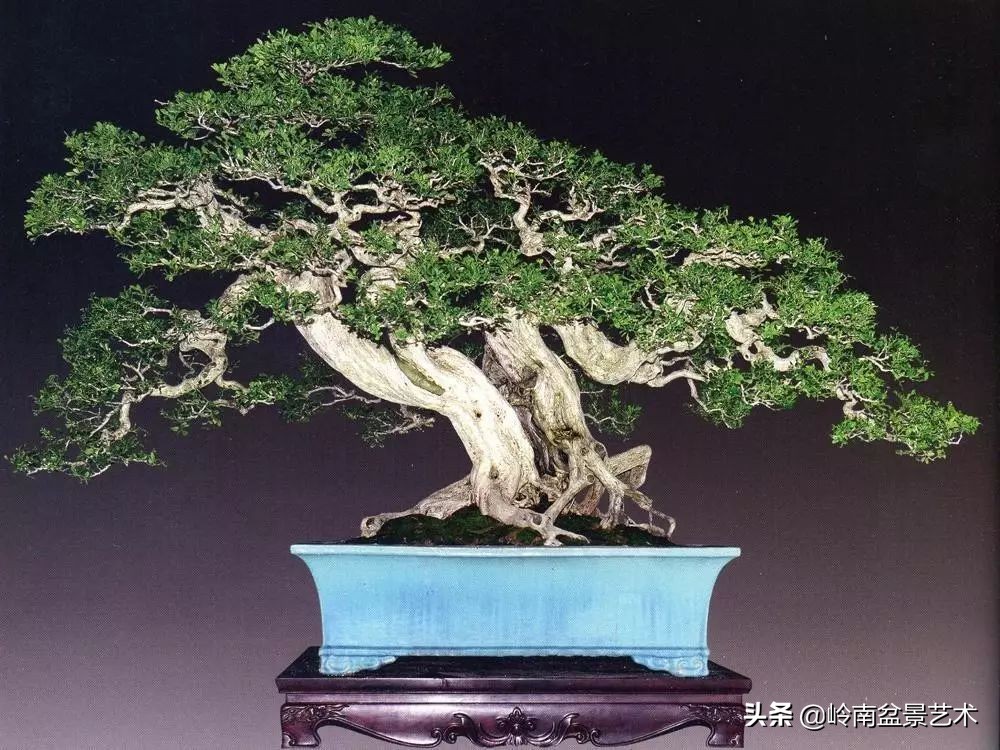 盆景结顶的形式,最好的盆景结顶方法