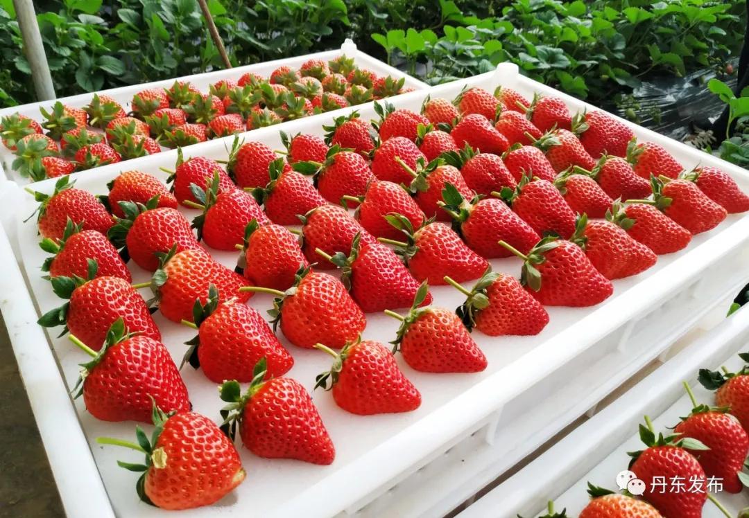 东港草莓栽种视频,东港草莓怎么管理怎么施肥