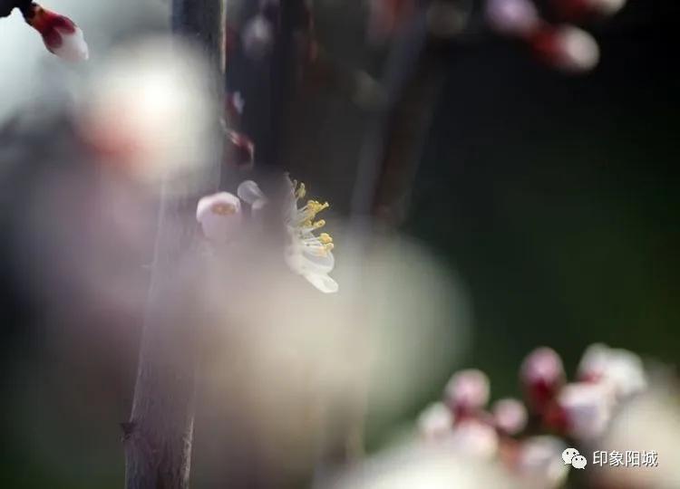 晋城哪里可以春游,晋城附近春游景点