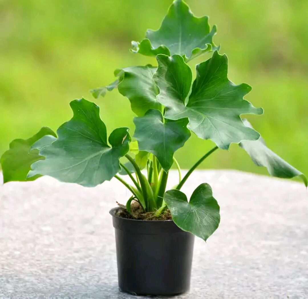 好养的盆栽花卉排名前十,盆栽花比较好养的有哪些