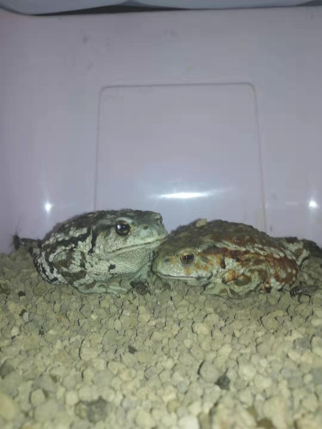 中华蟾蜍的快乐饲养法——养蛤心得分享|肆养来稿