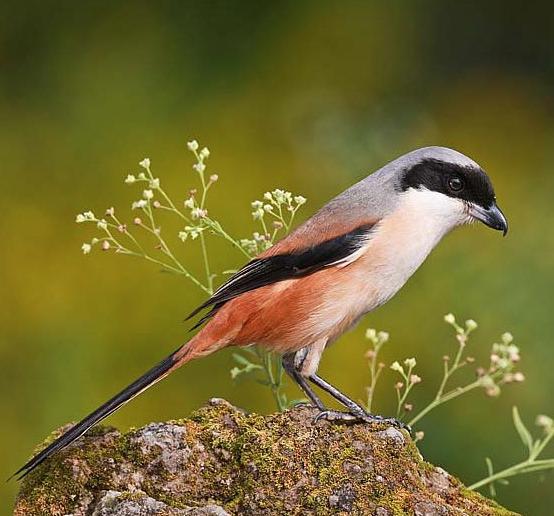 老中医可以给孩子起名吗,用中药名字给孩子取名可以吗