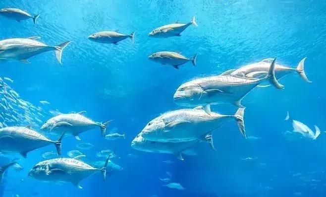 恋恋冲绳丨有一种海水的蓝，叫做“果冻蓝”