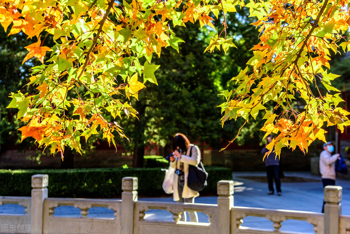 门前种五树是哪五树,院中栽五树是哪五树