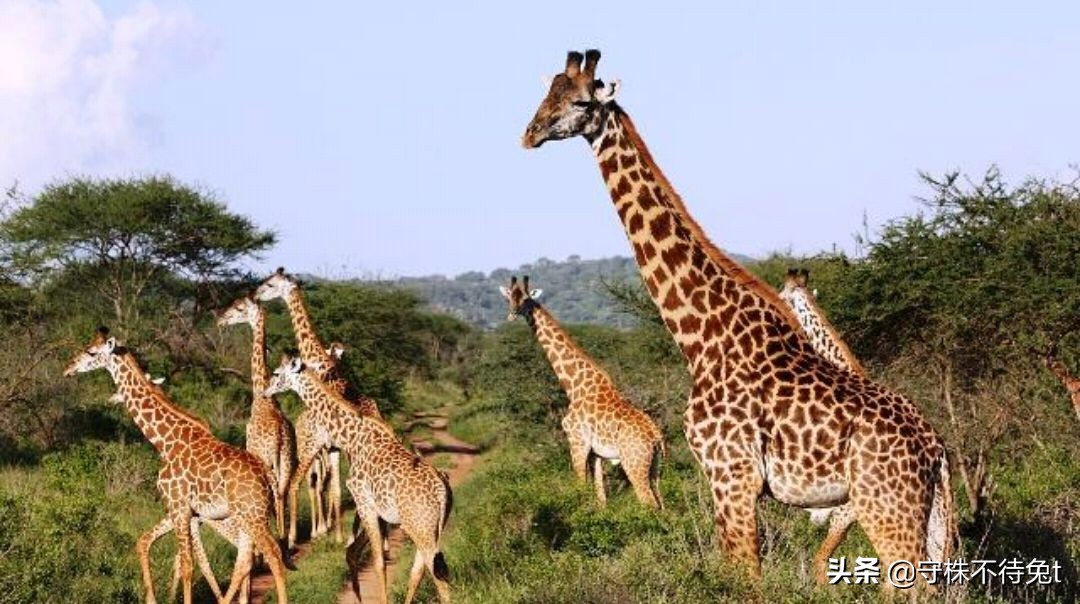 10个蔬菜冷知识,关于黄瓜的四个冷知识大全