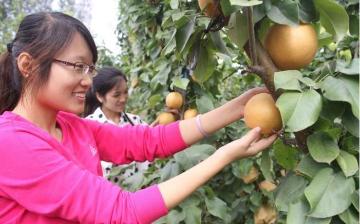 水果蔬菜vc之王,vc之王的食物