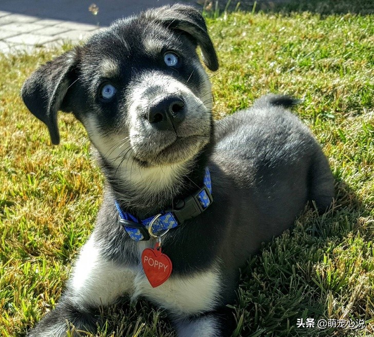 串串狗到底是什么品种的狗狗,什么品种的串串狗最可爱