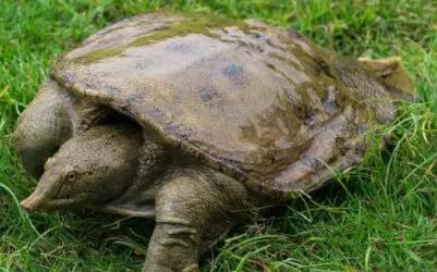 被甲鱼咬怎么办,被甲鱼咬了该怎么办