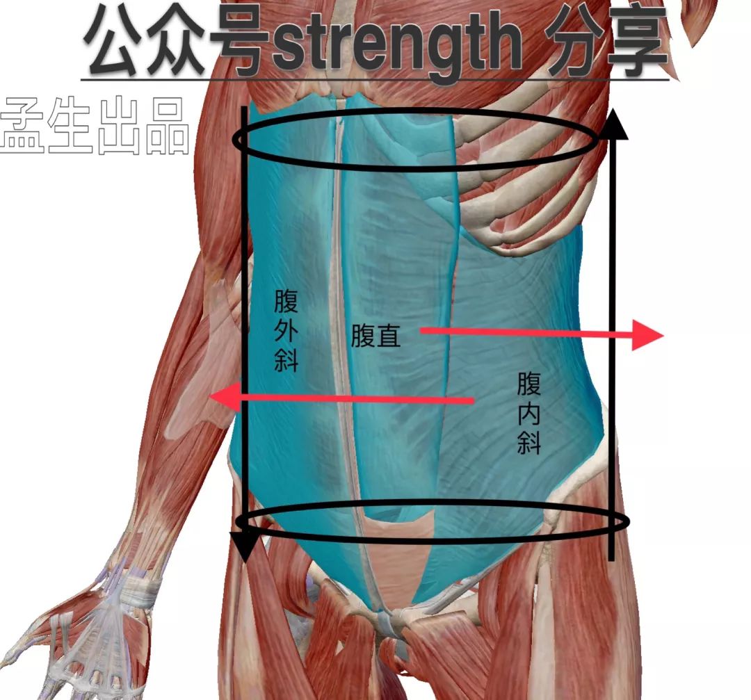力量腰带怎么佩戴,训练腰带的正确使用方法