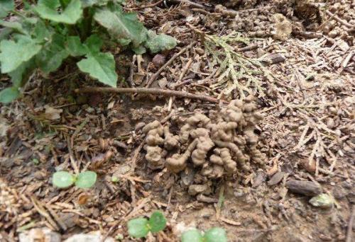 改良土壤是牛粪好还是蚯蚓粪好,蚯蚓粪能改善土壤板结吗