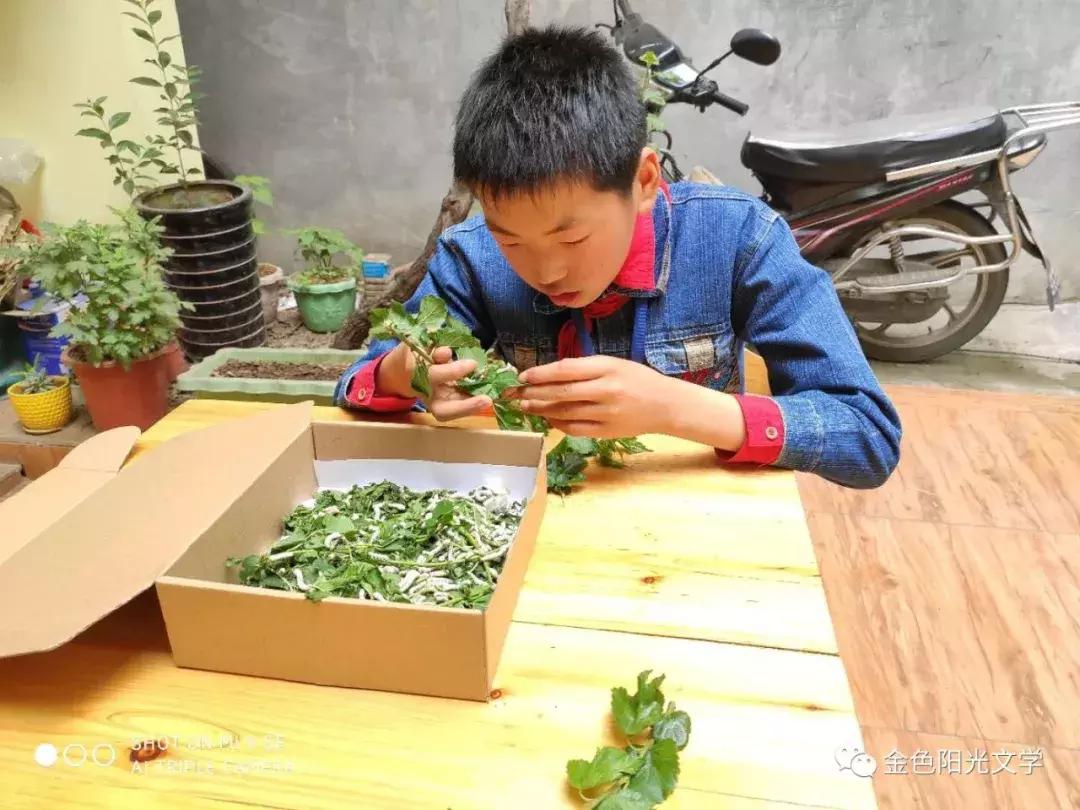 养蚕作文四年级400字,养蚕的作文三年级300字