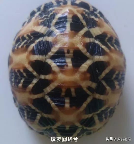 文玩要盘得好包浆请远离四大克星,盘龟壳会玉化包浆后效果视频