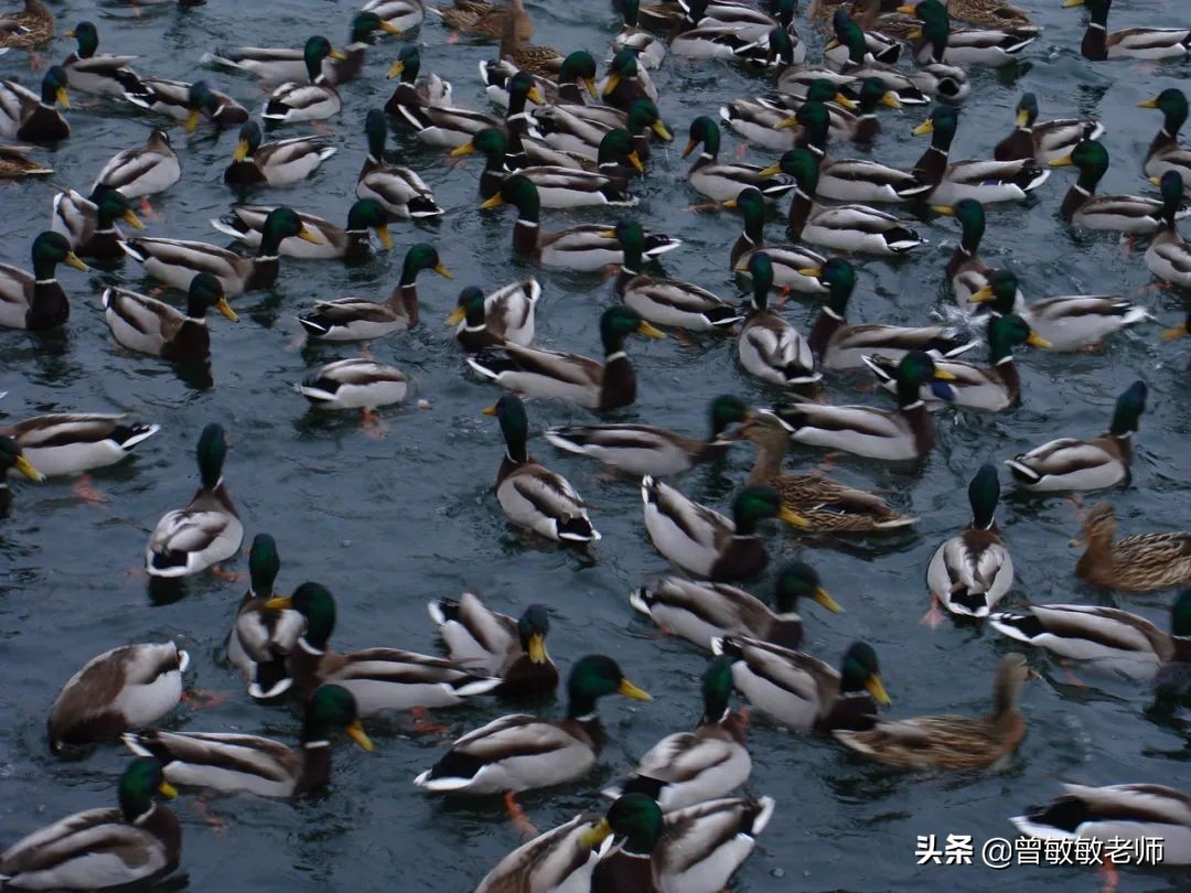 “鸭王”——疫情下的传奇致富故事