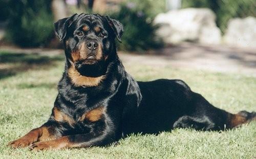 盘点狗界中的山寨货,狗界中的假货