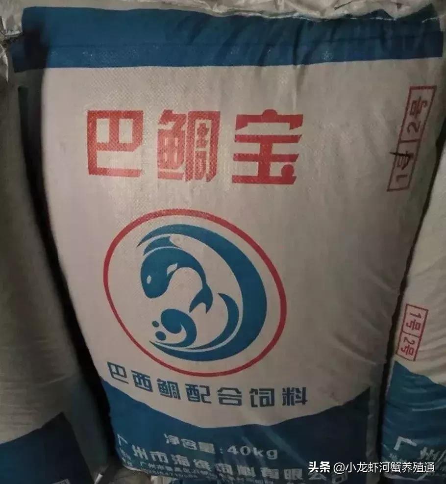 牛！这桂花鱼的饵料鱼新品种，产量远超鲮鱼仔