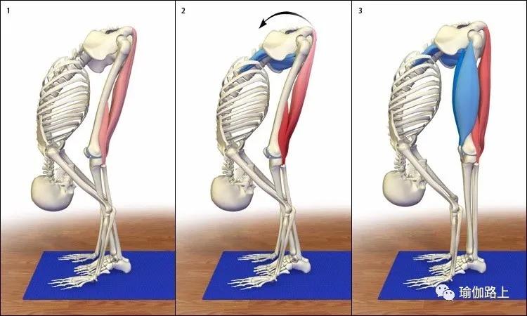 腿后侧紧怎么松解,瑜伽哪个动作可以改善腿后侧紧张