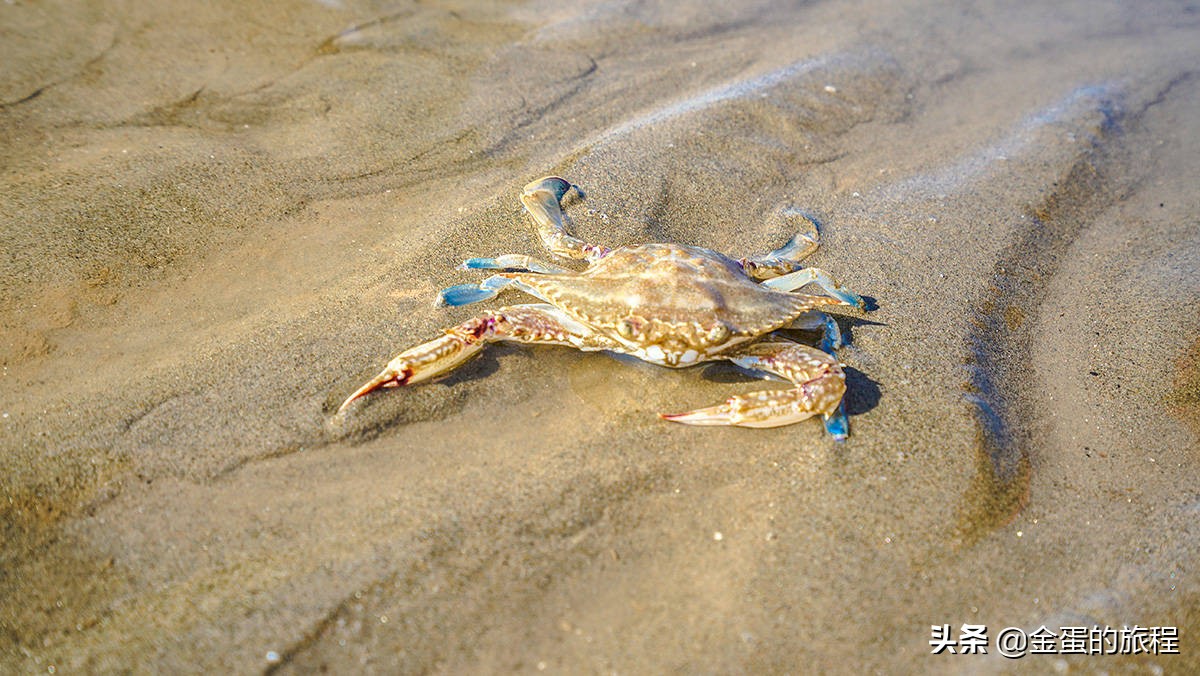 上海奉贤周末带娃好去处10岁左右,上海奉贤周末遛娃好去处推荐