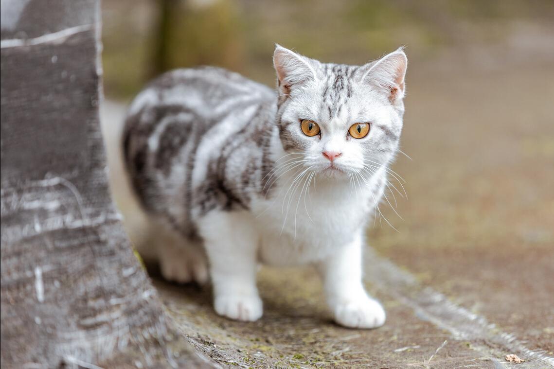 劝退一个想养美短猫的人,劝退养月季系列