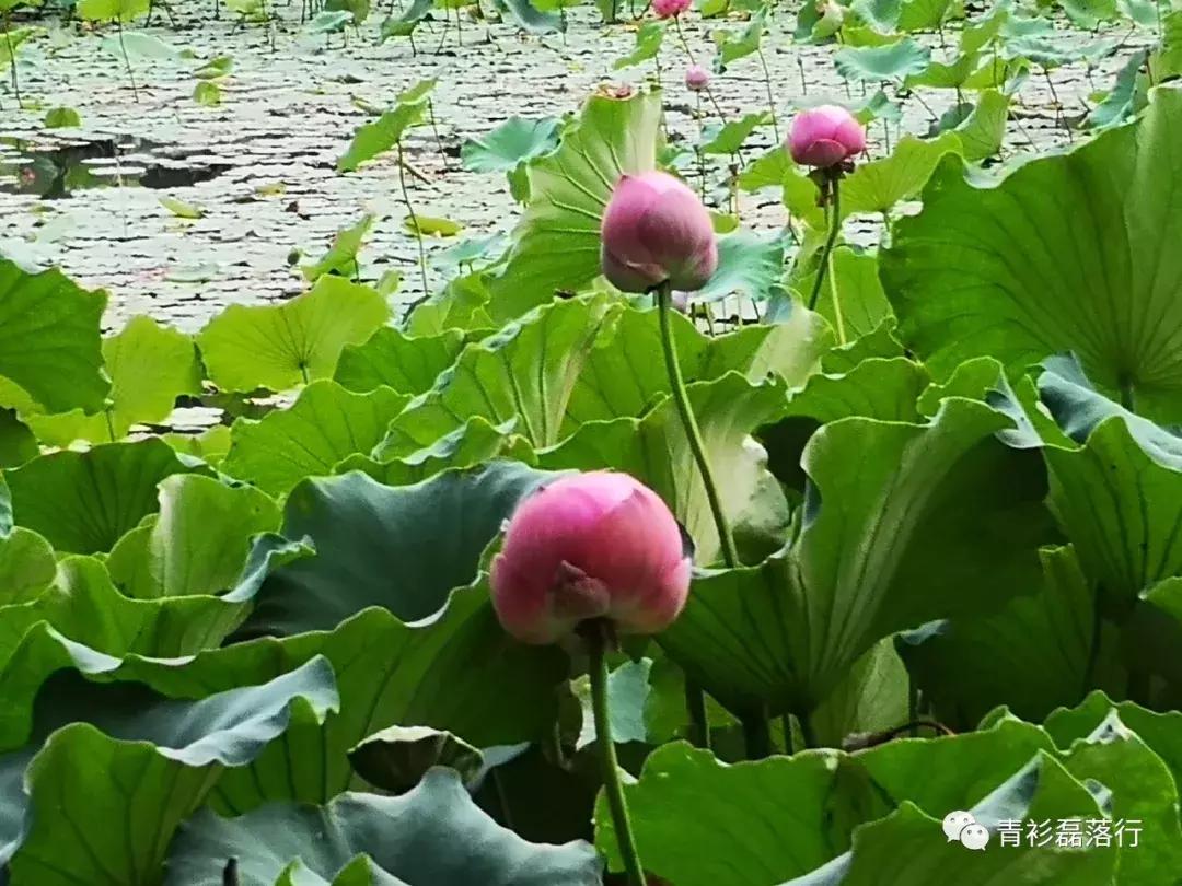 月满易园兰舟、秋莲华西钟楼：诗意生活就在身边，何须远走？