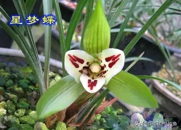 蝴蝶兰花是名贵的吗,中国兰花的鉴赏标准