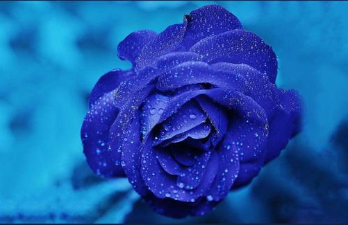 蓝色妖姬专家最新预测,蓝色妖姬花