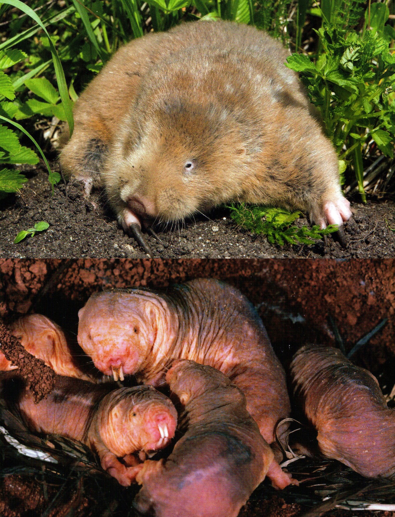 人类灭绝后老鼠成功进化出智慧,人类有没有可能灭绝老鼠