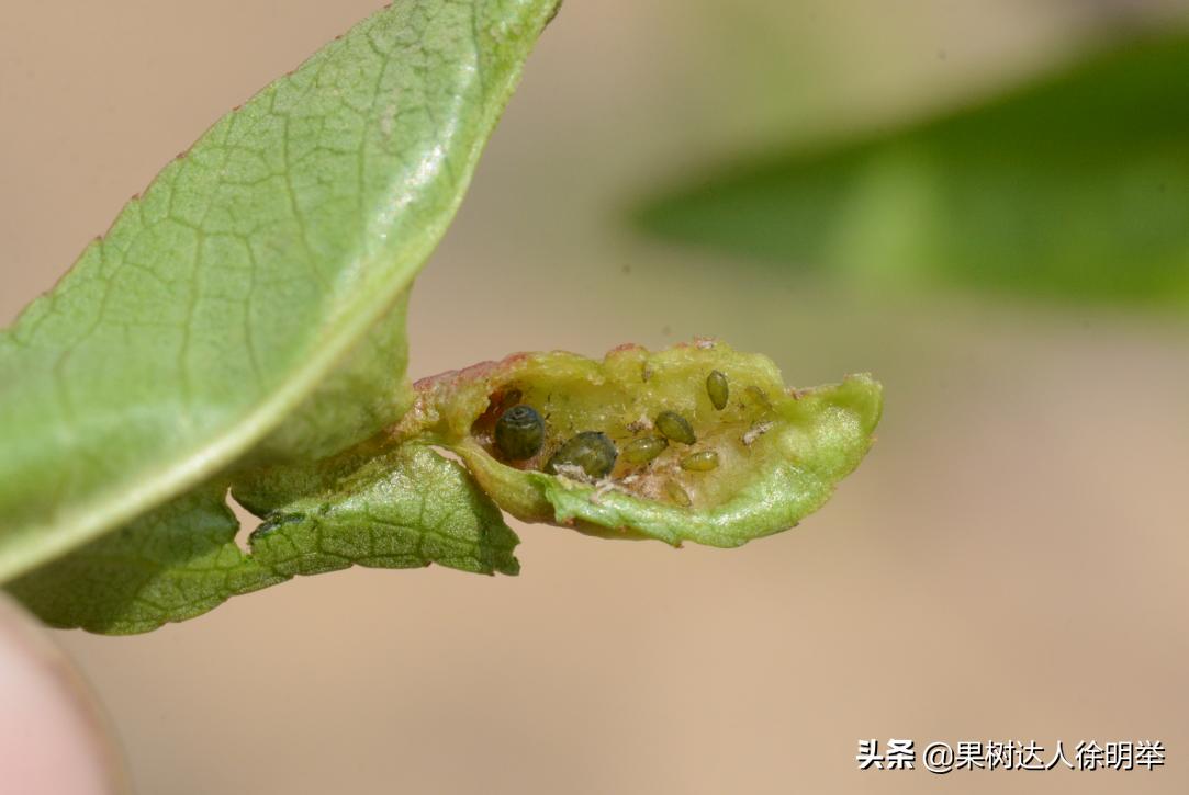 造成桃树卷叶的虫是什么,桃树卷叶虫特重怎么治