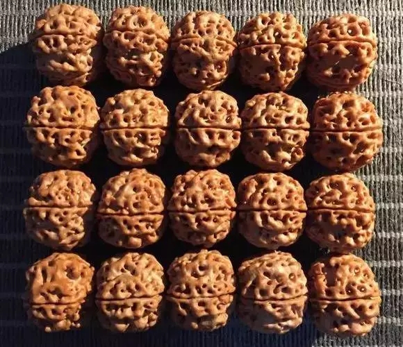 金刚菩提竟然会被减肥几次？这件事您知道吗