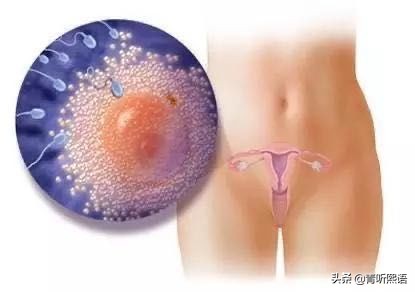 产检时间有什么讲究？医生从胚胎1周到40周成长史来解释原因。