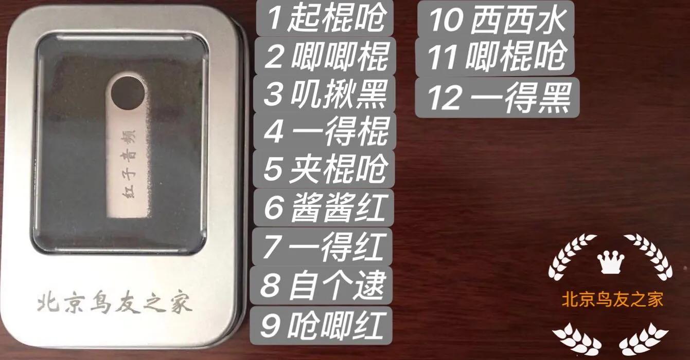 红子雏鸟怎么知道排上音了,红子雏鸟怎么养