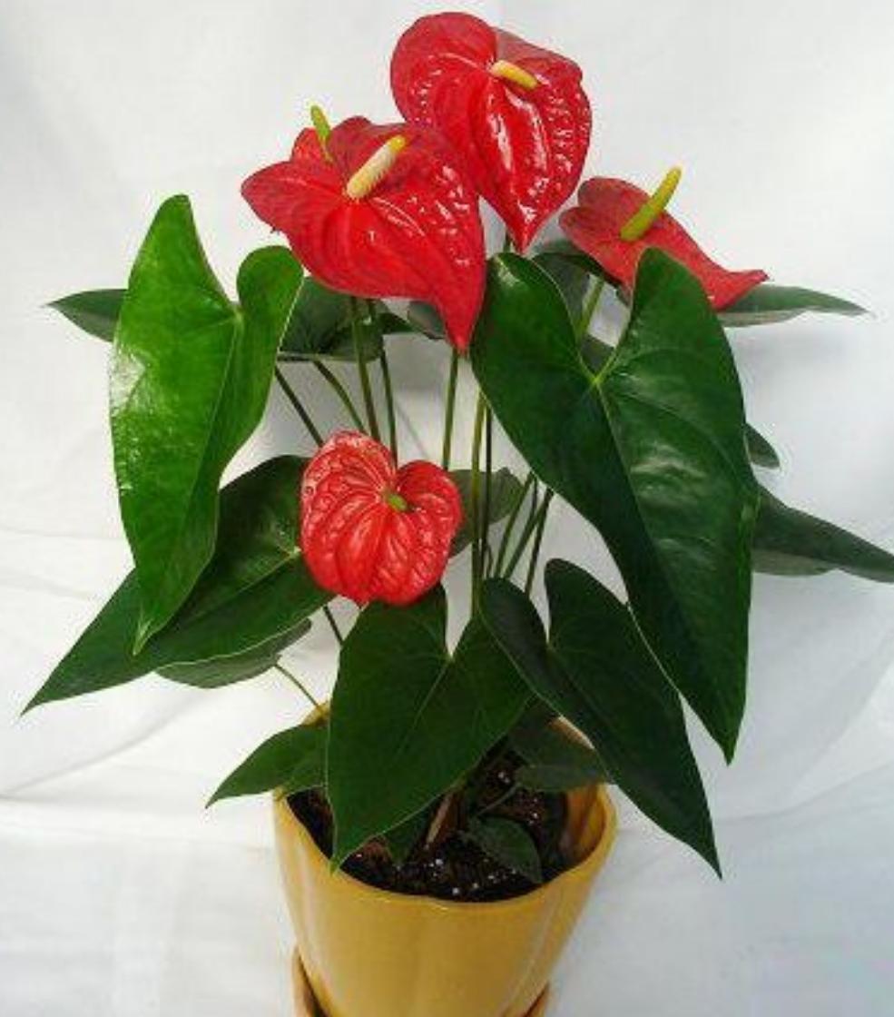 冬季红掌怎样养红掌最怕什么,养护红掌要注意什么