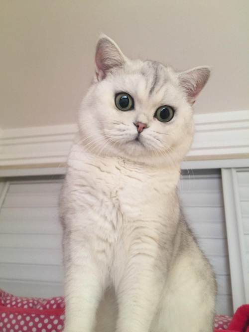 你喜欢哪种猫角色,喜欢洗澡的猫