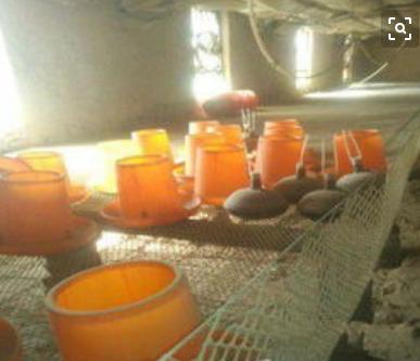 农村养鸡技术与方法详细讲解,养鸡怎么养降低成本的技巧