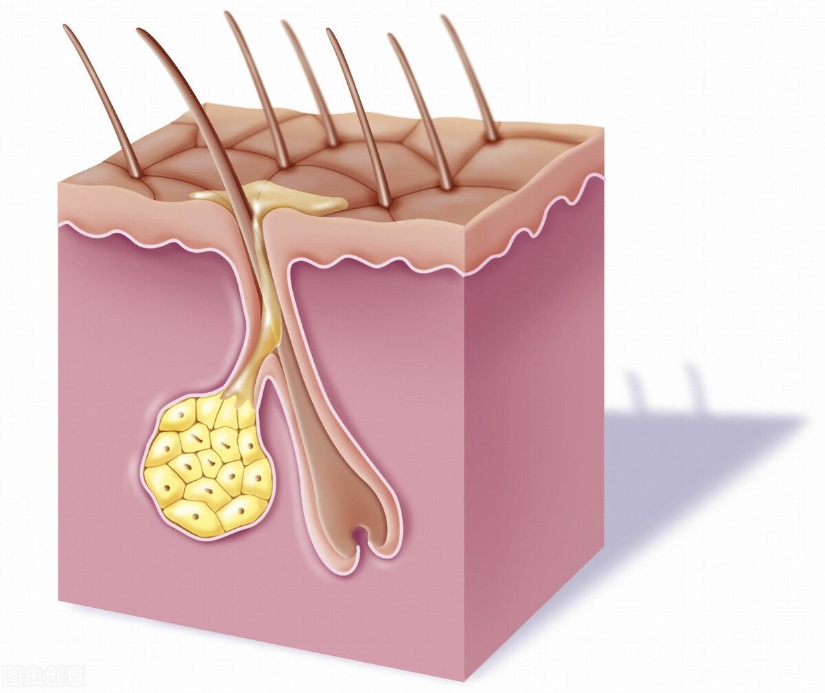 头皮爱出油教你几个小方法,男士头皮出油用什么洗发水控油