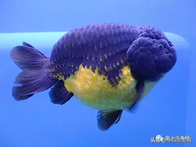 兰寿金鱼鲨鱼鳍品种图片大全,金鱼泰狮与兰寿是一个品种吗