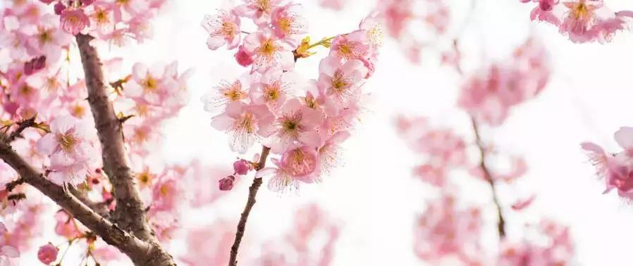 西安市青龙寺赏樱,西安赏樱花攻略