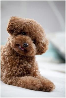 泰迪狗骨折怎么回事,泰迪髋骨脱位是遗传么