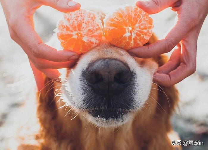 被金毛吓晕了,看到狗狗被虐待内心很痛苦
