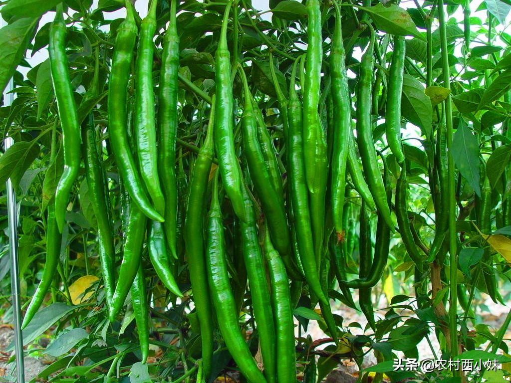 露天蔬菜种植怎样使用防虫网,蔬菜种植技术知识大全