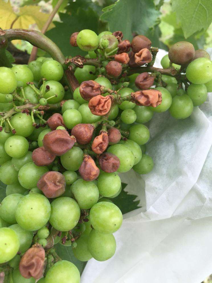 葡萄防日灼伞罩选什么颜色好,葡萄日灼和气灼的图片